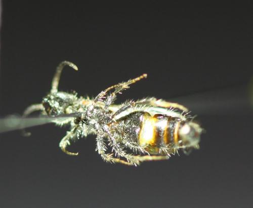 Réf. 189 101 : Myrmilla triareolata